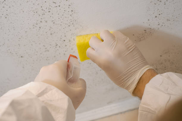 Best Mold Damage Restoration  in Hattiesburg, MS