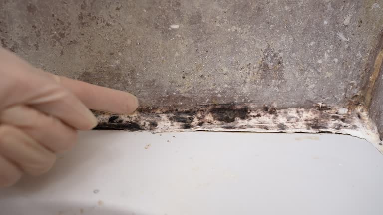 Environmental Consulting for Mold Prevention